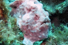 14052003Frogfish