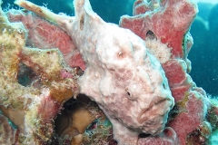 14052005Frogfish