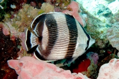 14052009BandedButterflyfish