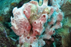 14052012Frogfish