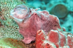 14053101Frogfish