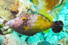 14060501JuvenileFilefish