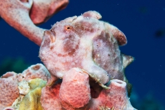 14060504Frogfish