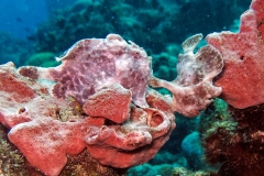 14060901TwoFrogfishes