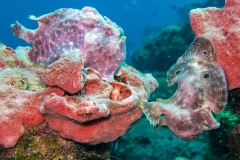 14060902TwoFrogfishes