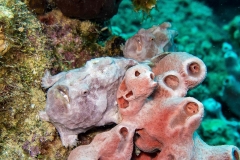 14060903TwoFrogfishes