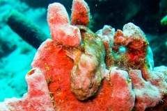 14060906Frogfish