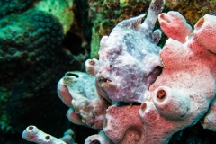 14060907TwoFrogfishes